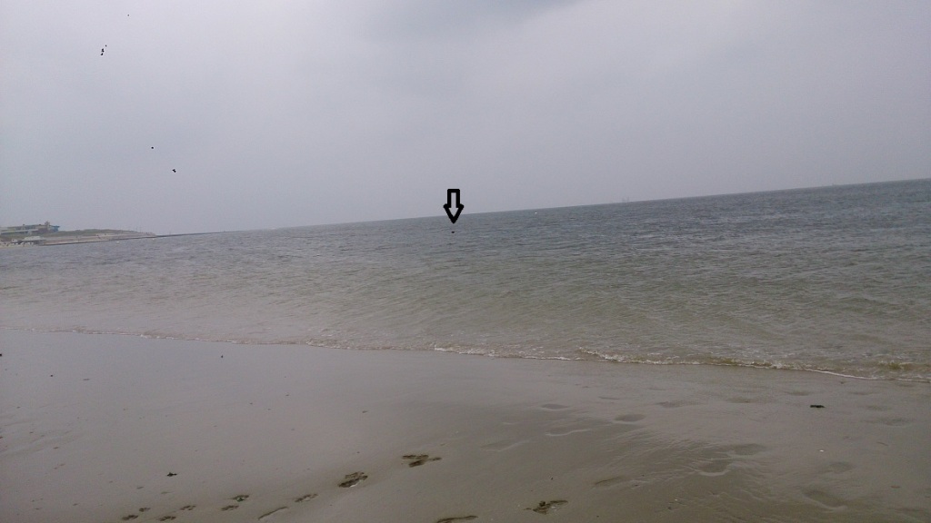 seehund borkum