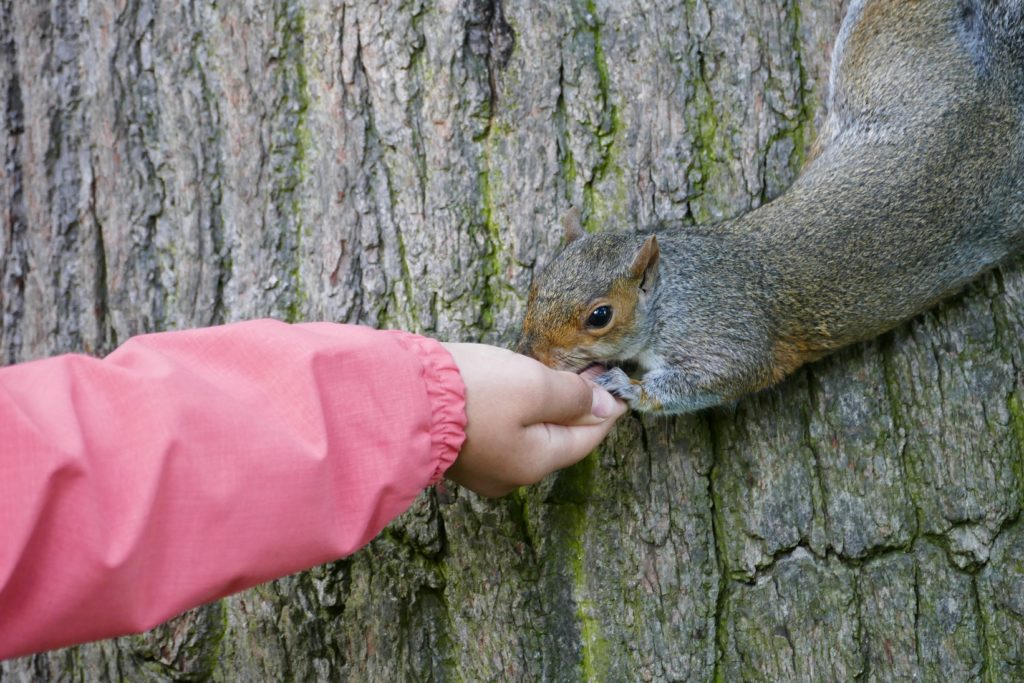grauhoernchen hydepark london