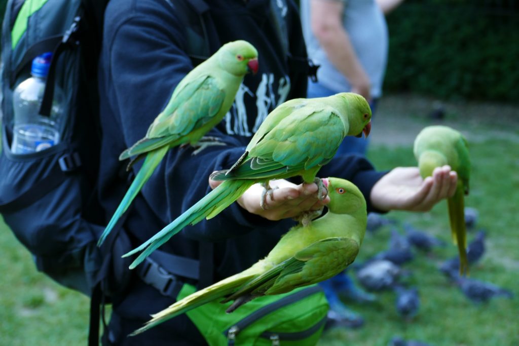 halsbandsittich hydenpark london